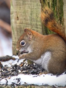 Preview wallpaper squirrel, animal, seeds, snow