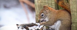 Preview wallpaper squirrel, animal, seeds, snow