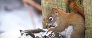 Preview wallpaper squirrel, animal, seeds, snow