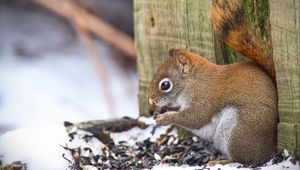 Preview wallpaper squirrel, animal, seeds, snow