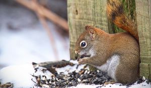 Preview wallpaper squirrel, animal, seeds, snow