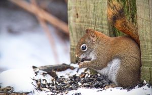Preview wallpaper squirrel, animal, seeds, snow