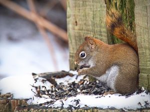Preview wallpaper squirrel, animal, seeds, snow