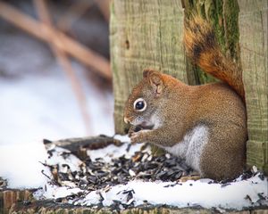 Preview wallpaper squirrel, animal, seeds, snow