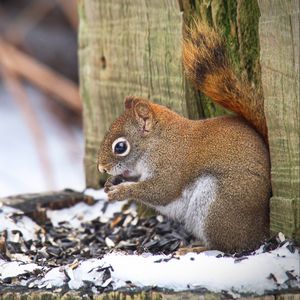 Preview wallpaper squirrel, animal, seeds, snow