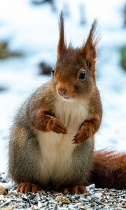 Preview wallpaper squirrel, animal, snow, winter, wildlife