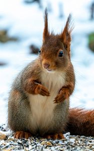 Preview wallpaper squirrel, animal, snow, winter, wildlife