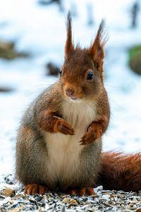 Preview wallpaper squirrel, animal, snow, winter, wildlife