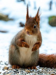 Preview wallpaper squirrel, animal, snow, winter, wildlife