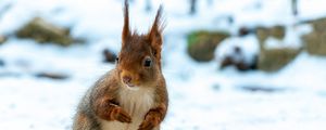 Preview wallpaper squirrel, animal, snow, winter, wildlife