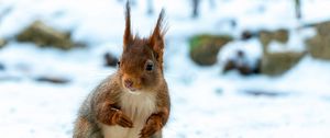 Preview wallpaper squirrel, animal, snow, winter, wildlife