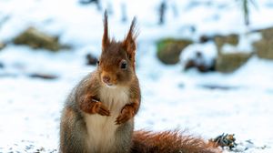 Preview wallpaper squirrel, animal, snow, winter, wildlife