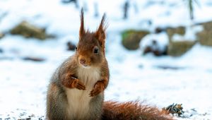 Preview wallpaper squirrel, animal, snow, winter, wildlife