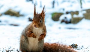 Preview wallpaper squirrel, animal, snow, winter, wildlife