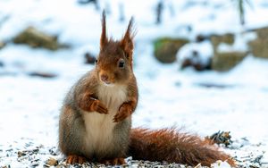 Preview wallpaper squirrel, animal, snow, winter, wildlife