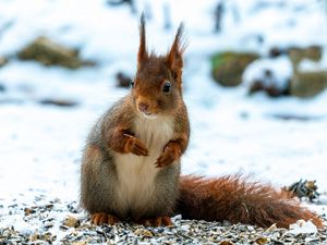 Preview wallpaper squirrel, animal, snow, winter, wildlife