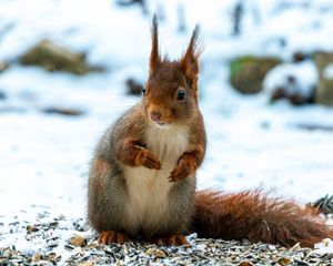 Preview wallpaper squirrel, animal, snow, winter, wildlife