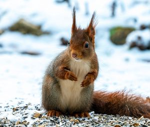 Preview wallpaper squirrel, animal, snow, winter, wildlife