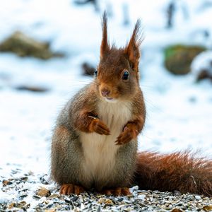 Preview wallpaper squirrel, animal, snow, winter, wildlife