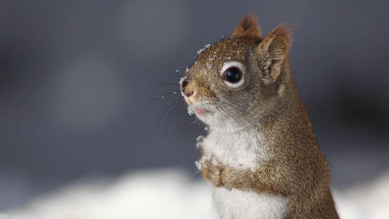 Wallpaper squirrel, animal, snow