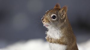 Preview wallpaper squirrel, animal, snow