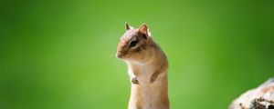 Preview wallpaper squirrel, animal, stone