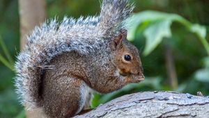 Preview wallpaper squirrel, animal, tail, log, bark, wildlife