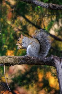 Preview wallpaper squirrel, animal, tree, branches, blur, wildlife