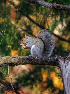 Preview wallpaper squirrel, animal, tree, branches, blur, wildlife