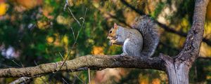 Preview wallpaper squirrel, animal, tree, branches, blur, wildlife