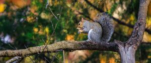 Preview wallpaper squirrel, animal, tree, branches, blur, wildlife