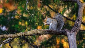 Preview wallpaper squirrel, animal, tree, branches, blur, wildlife