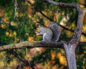 Preview wallpaper squirrel, animal, tree, branches, blur, wildlife