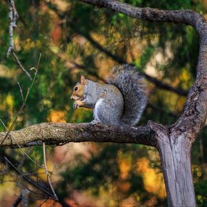 Preview wallpaper squirrel, animal, tree, branches, blur, wildlife