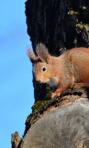 Preview wallpaper squirrel, animal, tree, bark, wildlife