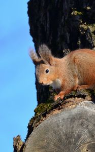 Preview wallpaper squirrel, animal, tree, bark, wildlife