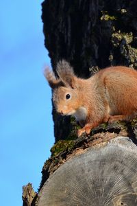 Preview wallpaper squirrel, animal, tree, bark, wildlife