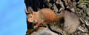 Preview wallpaper squirrel, animal, tree, bark, wildlife