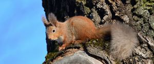 Preview wallpaper squirrel, animal, tree, bark, wildlife