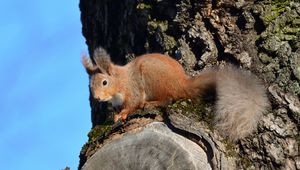 Preview wallpaper squirrel, animal, tree, bark, wildlife