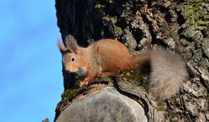 Preview wallpaper squirrel, animal, tree, bark, wildlife