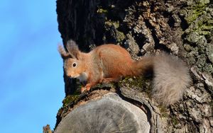 Preview wallpaper squirrel, animal, tree, bark, wildlife