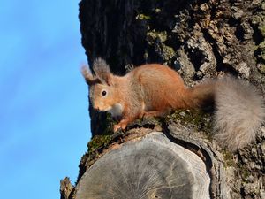 Preview wallpaper squirrel, animal, tree, bark, wildlife