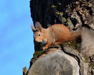 Preview wallpaper squirrel, animal, tree, bark, wildlife