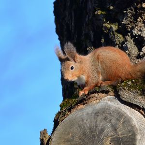 Preview wallpaper squirrel, animal, tree, bark, wildlife