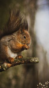 Preview wallpaper squirrel, animal, tree, branch, cute