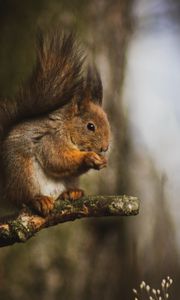 Preview wallpaper squirrel, animal, tree, branch, cute