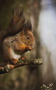 Preview wallpaper squirrel, animal, tree, branch, cute