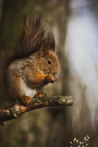 Preview wallpaper squirrel, animal, tree, branch, cute