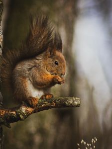 Preview wallpaper squirrel, animal, tree, branch, cute